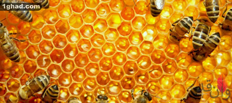افزایش قد با عسل طبیعی